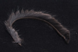Zonkerstrip Muskrat 2,5 mm-585