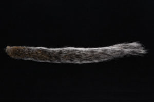Squirrel Tail-713