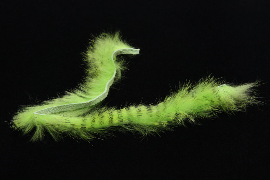 black barred chartreuse