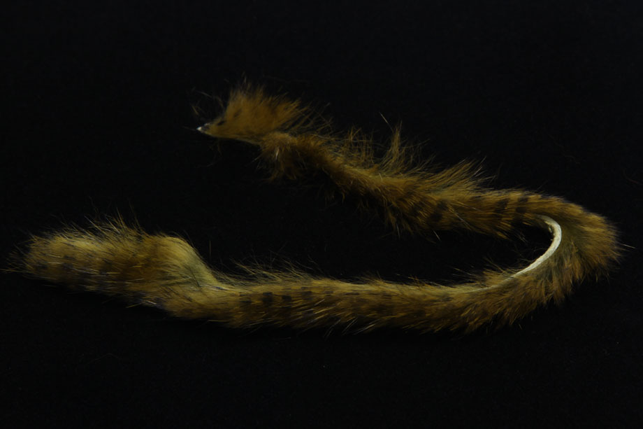 black barred olive variant