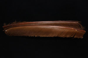 Turkey Biot Quills-844