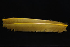 Turkey Biot Quills-843
