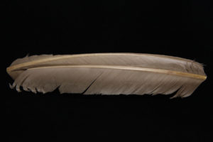 Turkey Biot Quills-849