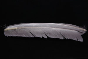 Turkey Biot Quills-850