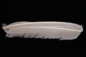 Turkey Biot Quills-853