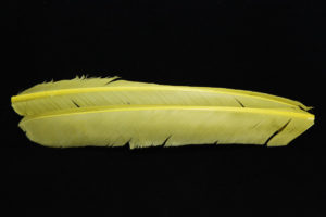 Turkey Biot Quills-851