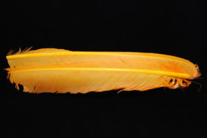Turkey Biot Quills-839