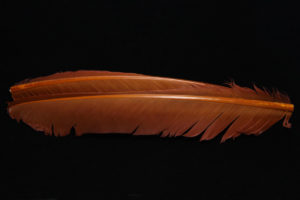 Turkey Biot Quills-848