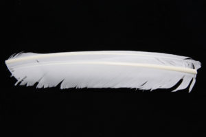 Turkey Biot Quills-842