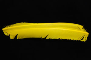Turkey Biot Quills-840