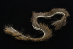 Rabbit Strips-594