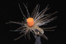 CDC Klinky callibaetis-1474