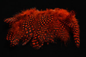 Strung Guinea Feathers-1364