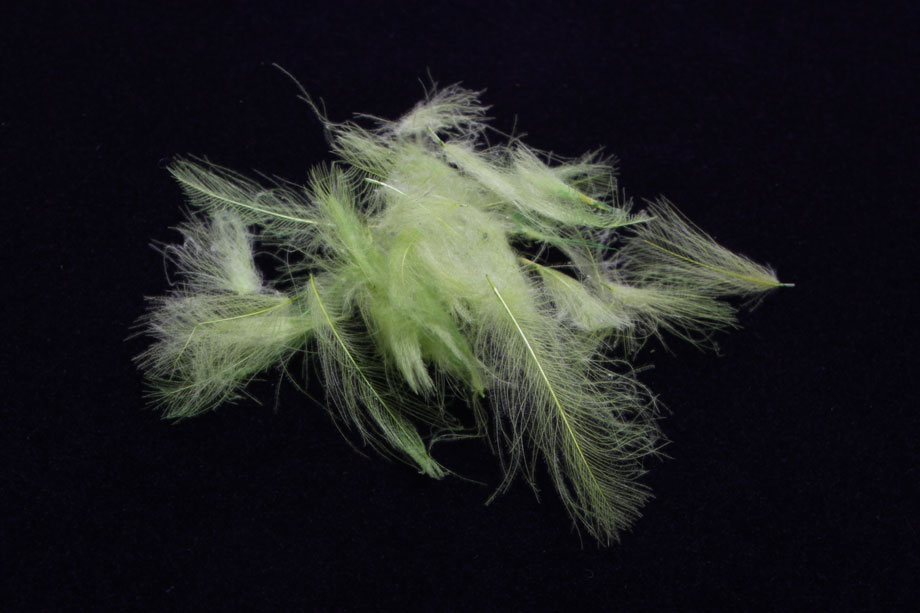 chartreuse