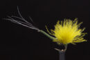 Mayfly "R" Spent olive-1567
