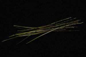 Hand Stripped Peacock Quill-1912