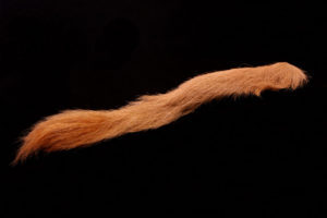 Calf Tail-4403
