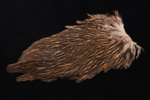 India Hen Back-2709