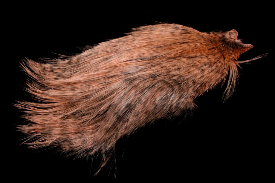 grizzly salmon
