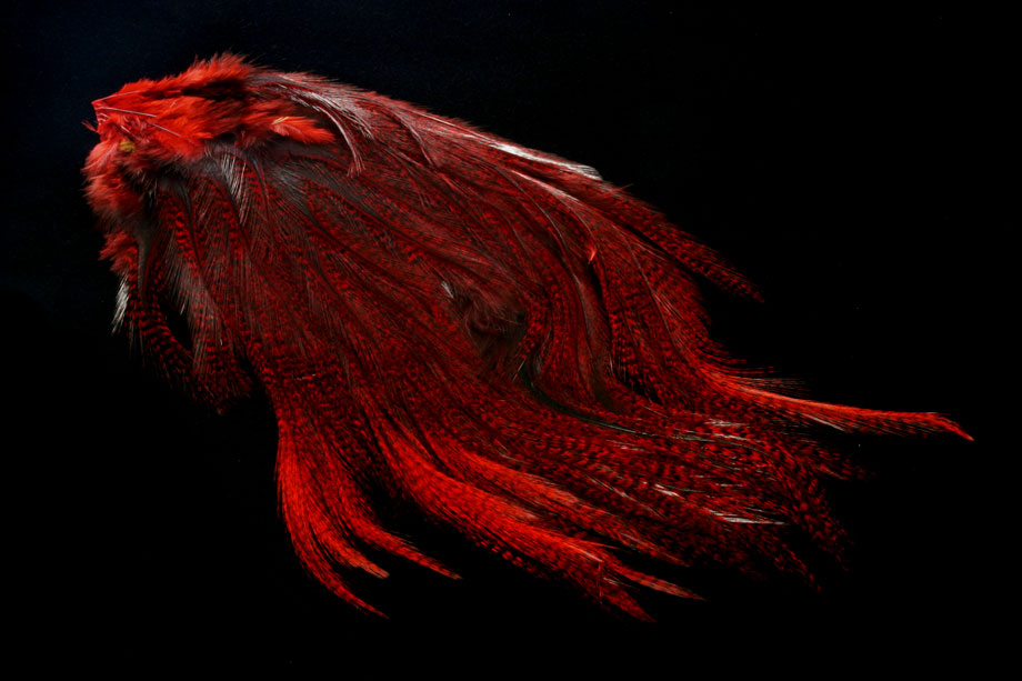 pardo dyed red