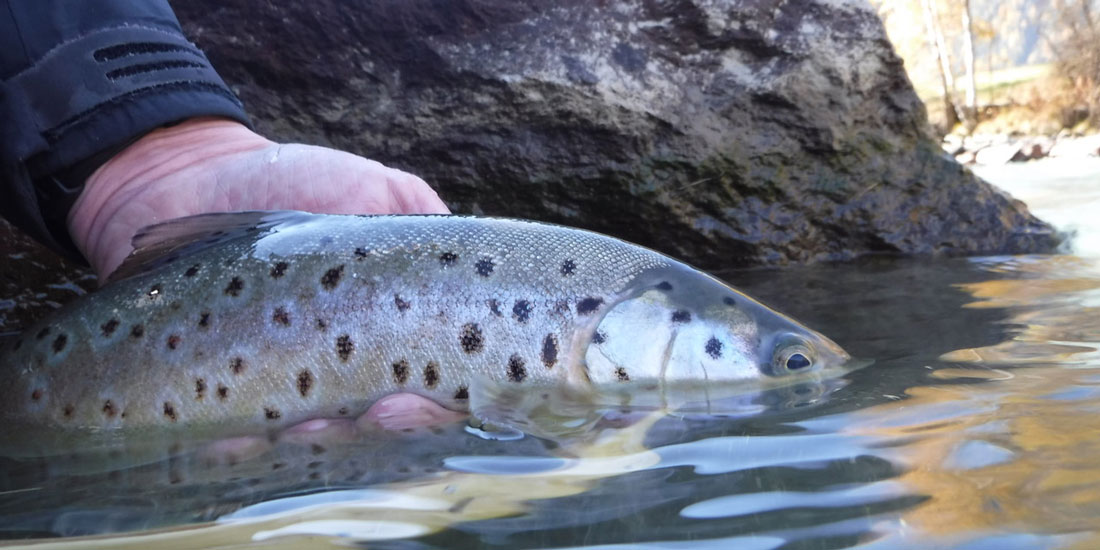 Fliegenfischerwoche Engadin