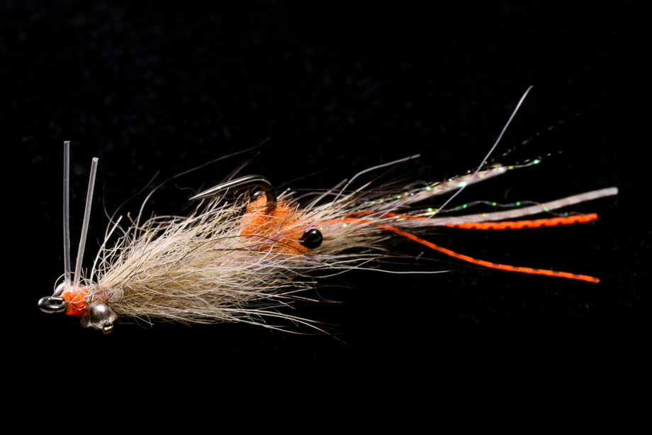 EP Spawning Shrimp coyote