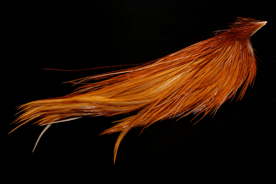 medium ginger