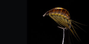 Gammarus