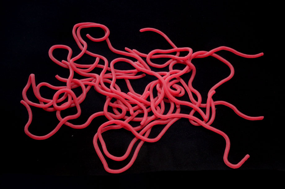 blood worm