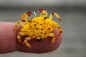 Flats Craft Ketta Crab