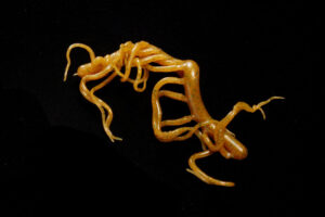 Mini Squiggle Worms tan